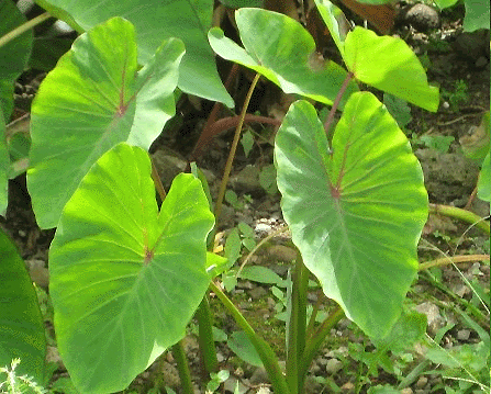 dasheen leaf