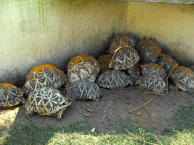 Group of Tortise at Kurma-ksetra